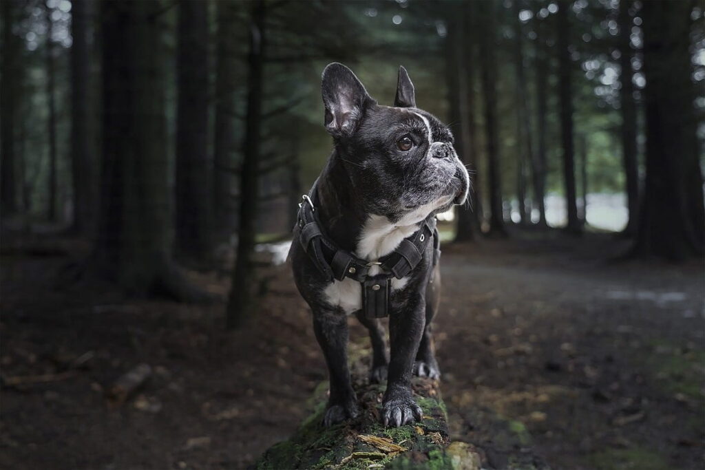 allevare cane cucciolo